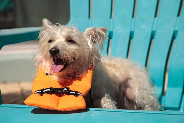 在佛罗里达州 身穿万圣节服装 身穿橙色救生衣的西高地猎狗在微笑 — 图库照片