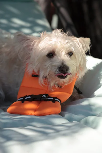 佛罗里达州 一只身穿万圣节服装 身穿橙色救生衣的毛茸茸的西高地猎狗 — 图库照片