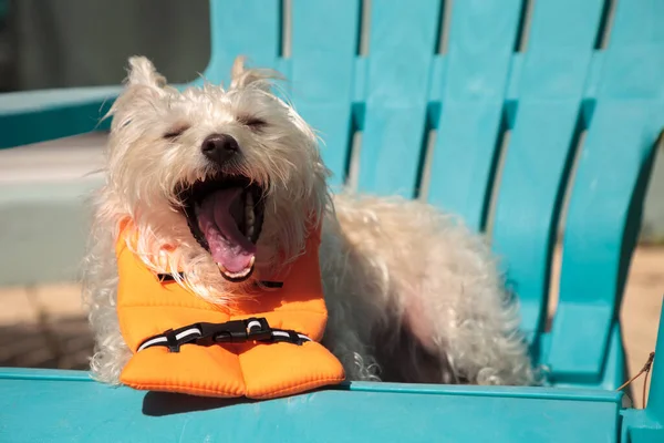 Krzycząc West Highland Terrier Pies Halloween Kostium Morski Pomarańczowy Kamizelka — Zdjęcie stockowe