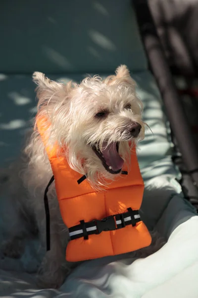 Krzycząc West Highland Terrier Pies Halloween Kostium Morski Pomarańczowy Kamizelka — Zdjęcie stockowe