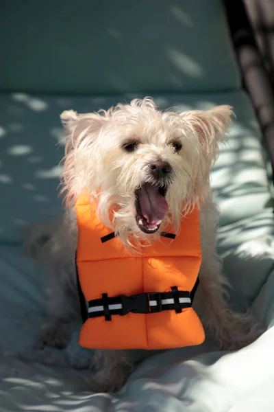 Krzycząc West Highland Terrier Pies Halloween Kostium Morski Pomarańczowy Kamizelka — Zdjęcie stockowe