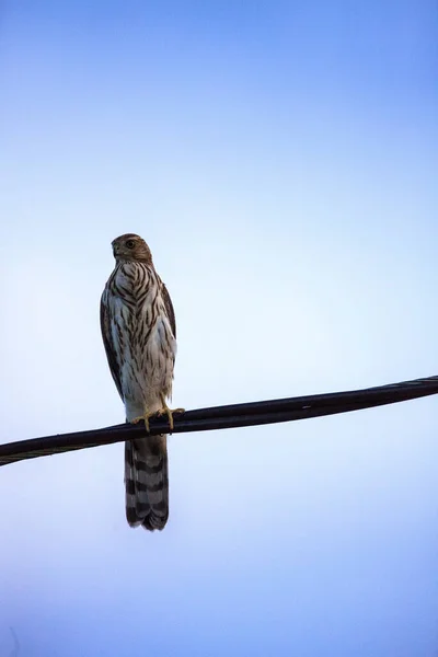 Juvenile Light Morph Red Tailed Hawk Buteo Jamaicensis Perches Wire — Stock Photo, Image