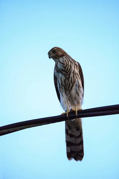 Rotschwanzfalke Buteo Jamaicensis Sitzt Auf Einem Draht Naples Florida — Stockfoto