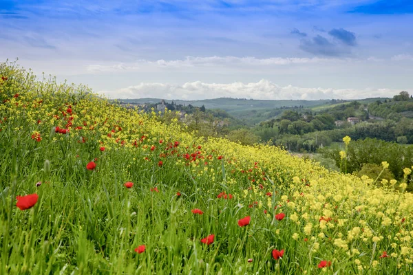 Collina Fiorita Primo Piano Con Fiori Gialli Papaveri Nella Campagna — Foto Stock