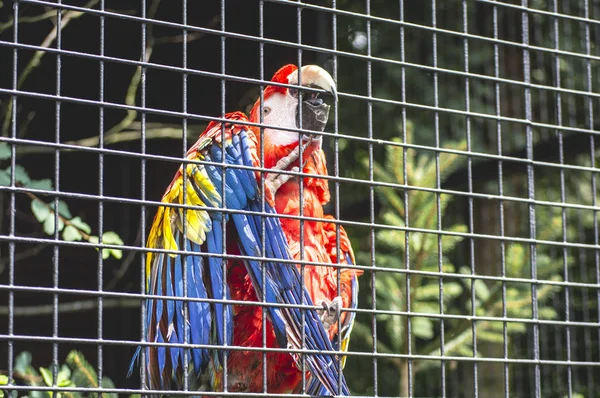 Pappagallo Ara Nello Zoo — Foto Stock