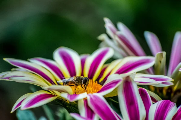 Bir arı gerbera çiçek