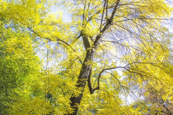 Fall City Park — Stock Photo, Image