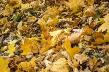 sonbahar ormanda sarı yapraklar