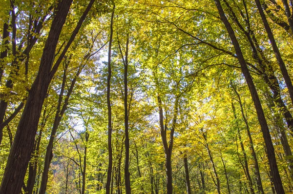 Autumn forest, wallpapers, background