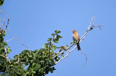 House Finch (Carpodacus mexicanus) tünemiş bir ağaçta Alan Lloyd iz, Ajijic, Jalisco, Meksika