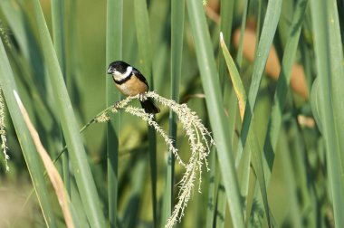 Tohum otlar Gölü Chapala Jocotopec, Jalisco, Meksika kenarında beslenirler erkek beyaz yakalı Seedeater (Sporophila torqueola)