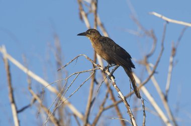 Bir kadın büyük kuyruklu Grackle (Quiscalus mexicanus) bir ağaç dalına, Jocotopec, Jalisco, Meksika tünemiş