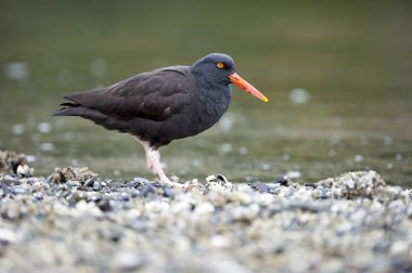 Siyah Poyraz kuşugiller (Haematopus bachmani), Brickyards Beach, Gabriola Adası, British Columbia, Kanada   