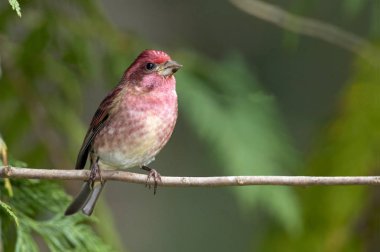 Mor Finch (Carpodacus purpureus), Nanaimo, British Columbia, Kanada 
