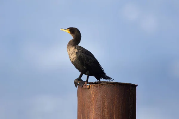 Double Crested Cormorant Phalacrocarax Auritus Winter Non Breeding Pumage Gabriola — Stock Photo, Image