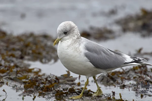 Mew martı (Larus canus), Gabriola Adası, British Columbia, Kanada