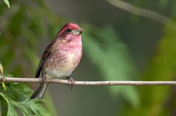 Purple Finch Carpodacus Purpureus Nanaimo Columbia Británica Canadá — Foto de Stock