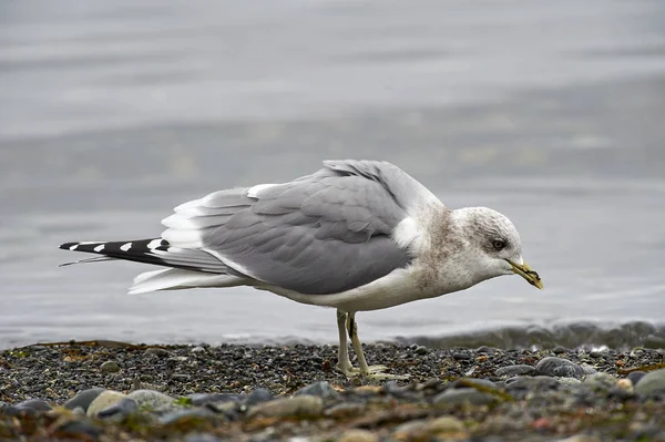 Mew Martı Larus Canus Nanaimo British Columbia Kanada — Stok fotoğraf