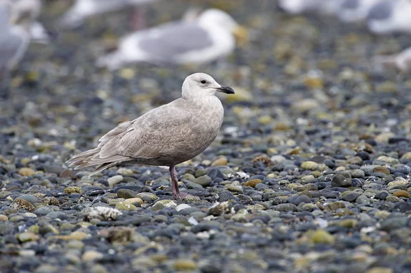 Sarımsı Kanatlı Martı Larus Glaucescens Nanaimo British Columbia Kanada — Stok fotoğraf