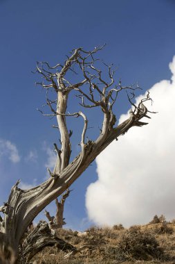 Eski Bristlecone çam kum lavabo, Colorado, ABD