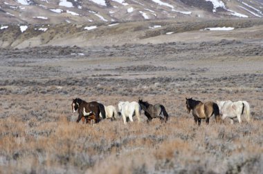 Vahşi at - Mustang - (equus caballus), kum lavabo, Colorado, ABD