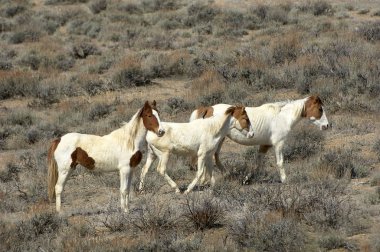 Vahşi atlar - Mustang - (equus caballus), kum lavabo, Colorado, ABD