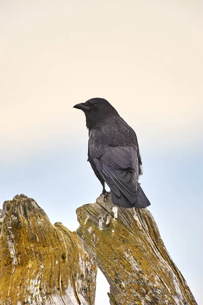 Kuzeybatı karga (Corvus caurinus), Parksville, British Columbia, Kanada 