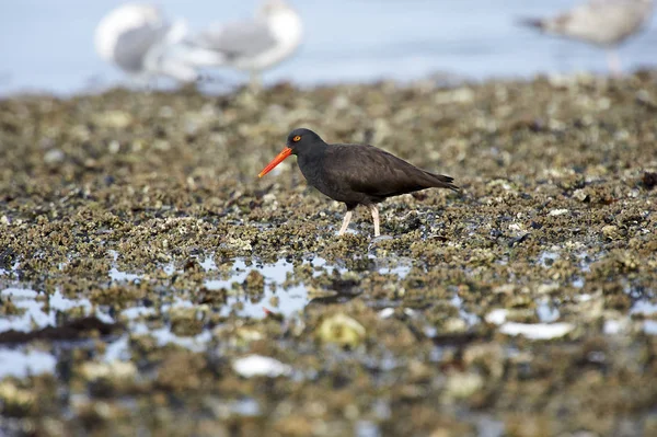 Siyah Poyraz kuşugiller (Haematopus bachmani), Brickyards Beach, Gabriola Adası, British Columbia, Kanada