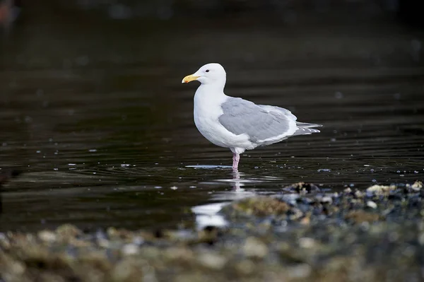 Glaucous Winged Gull Larus Glaucescens Brickyards Beach Gabriola Island British — Stockfoto
