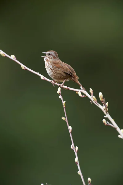 Song Sparrow Melospiza Melodia Drumbeg Provincial Park Gabriola Island Colúmbia — Fotografia de Stock