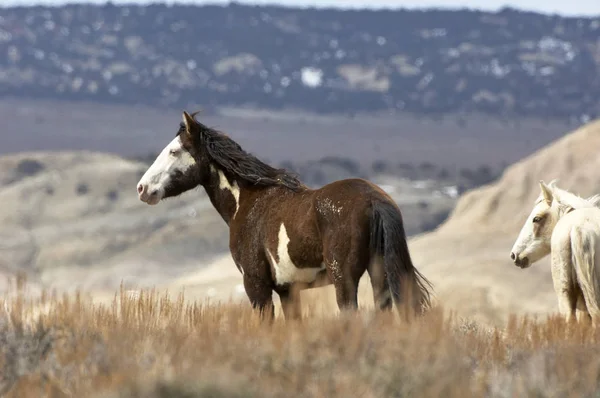 Wild horse - Mustang-  (equus caballus), Sand Wash Basin, Colorado, USA