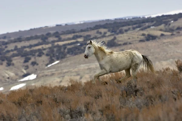 Wild horse - Mustang-  (equus caballus), Sand Wash Basin, Colorado, USA