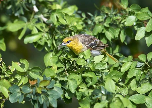 Oriole Bullock Fêmea Icterus Bullockii Procura Larvas Insetos Uma Árvore — Fotografia de Stock