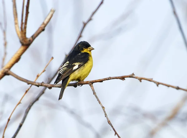 Petit Chardonneret Carduelis Psaltria Perché Dans Arbre Jocotopec Jalisco Mexique — Photo