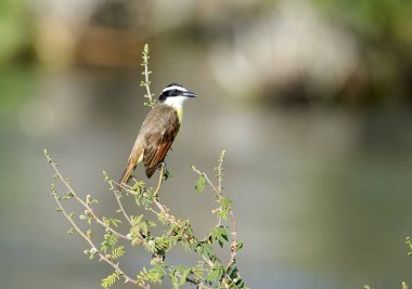 Büyük Kiskadee (Pitangus sulphuratus) bir küçük ağaç, Ajijic, Jalisco, Meksika tünemiş