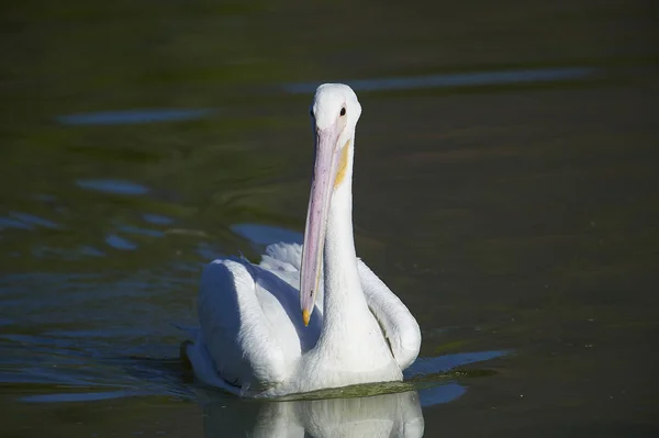 Pélican Amérique Pelecanus Erythrorhynchos Nageant Lac Chapala Jocotopec Jalisco Mexique — Photo