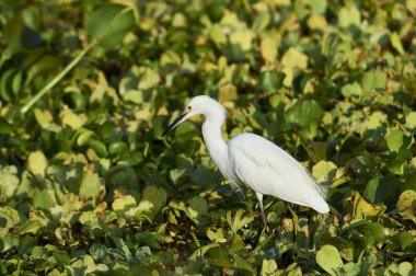 Snowy balıkçıl (Egretta thula) gıda arasında su sümbül Gölü Chapala, Jocotopec, Jalisco, Meksika için arama