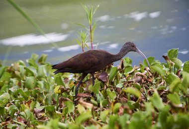 Ak Ibis (Plegadis chihi) Gölü Chapala, Jocotopec, Jalisco, Meksika kenarı boyunca yiyecek arama