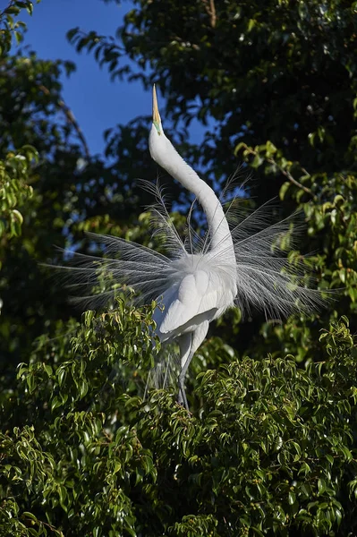 Büyük ak balıkçıl (Ardea alba)-içinde kenar Gölü Chapala, Jocotopec, Jalisco, Meksika'nın bir ağaca tünemiş ise tüyleri Kur ekran doğurmak