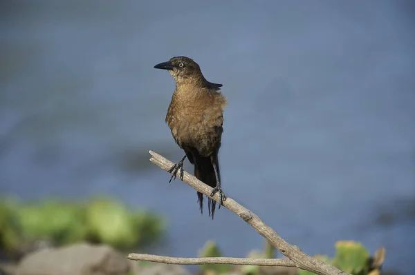 Женский Лодочный Хвост Grackle Quiscalus Major Вдоль Берега Озера Чапала — стоковое фото