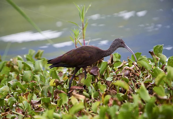 Ak Ibis (Plegadis chihi) Gölü Chapala, Jocotopec, Jalisco, Meksika kenarı boyunca yiyecek arama