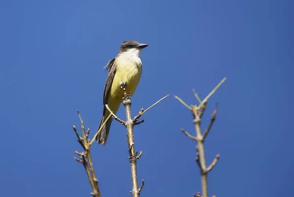 Great Kiskadee Pitangus Sulphuratus San Juan Cosala Jalisco Mexico — Stock Photo, Image