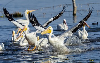 Göl Chapala, Jalisco, Meksika açılış bir beyaz Amerikalı Pelikan (Pelecanus erythrorhynchos)