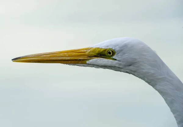 Volavka Ardea Alba Zblízka Hlavou Ajijic Jalisco Mexiko — Stock fotografie