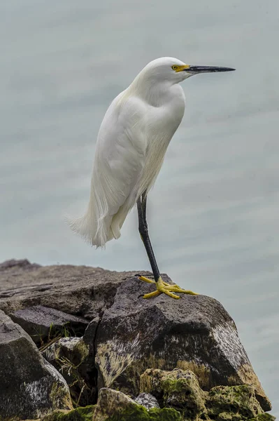 Karlı buzlu göl Chapala - Ajijic, Jalisco, Meksika yanında duran ak balıkçıl (Egretta garzetta)