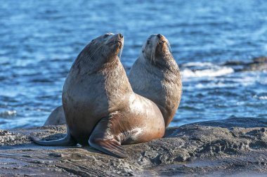 Steller deniz Valdes kurtarmasından, British Columbia, Kanada yakınındaki kayalarda kuzey deniz aslanı ve Steller's deniz aslanı da bilinen aslan (Eumetopias jubatus)