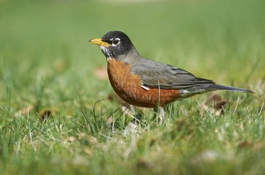 Amerikan Gıda çim, Gabriola, British Columbia, Kanada fotoğraf arıyorum Robin (Turdus migratorius): Peter Llewellyn