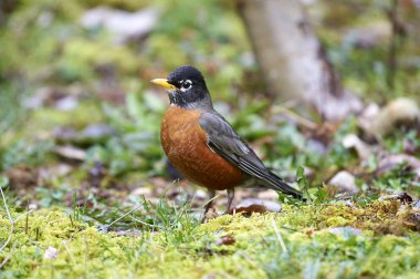 Amerikan Robin (Turdus migratorius) llooking yemek çimen, Gabriola, British Columbia, Kanada fotoğraf: Peter Llewellyn