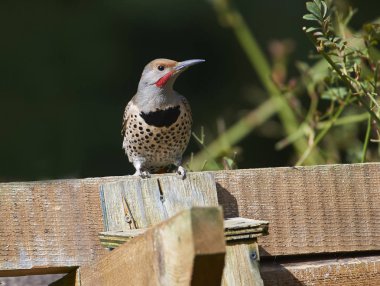Kuzey titreme (Colaptes hava) tünemiş çitin üzerine Gabriola, British Columbia, Kanada fotoğraf: Peter Llewellyn