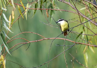 Büyük Kiskadee (Pitangus sulphuratus) ağacında Gölü Chapala, Ajijic, Jalisco, Meksika tünemiş.